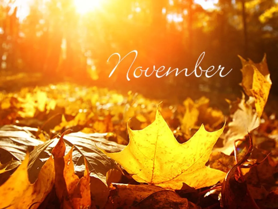 novemberi feladatterv.webp